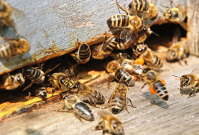 Un fermier italien se fait voler plus d`un million d`abeilles